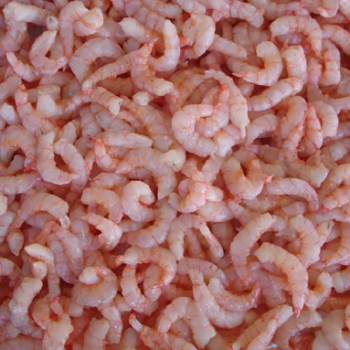 Deep-Sea-Pink-Pud-Shrimp